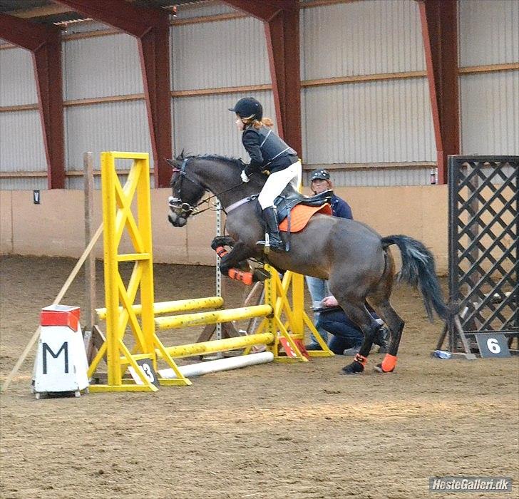 Welsh Cob (sec D) Vlietstede Brilliant Idris - Taget af Maiken Madsen! billede 13