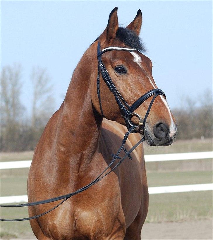 Dansk Varmblod  AB cuba caramel - foto.: Jani Pedersen   marts 2011 billede 18
