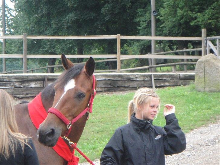 Anden særlig race Travelli<3 - tud tud:-* billede 18