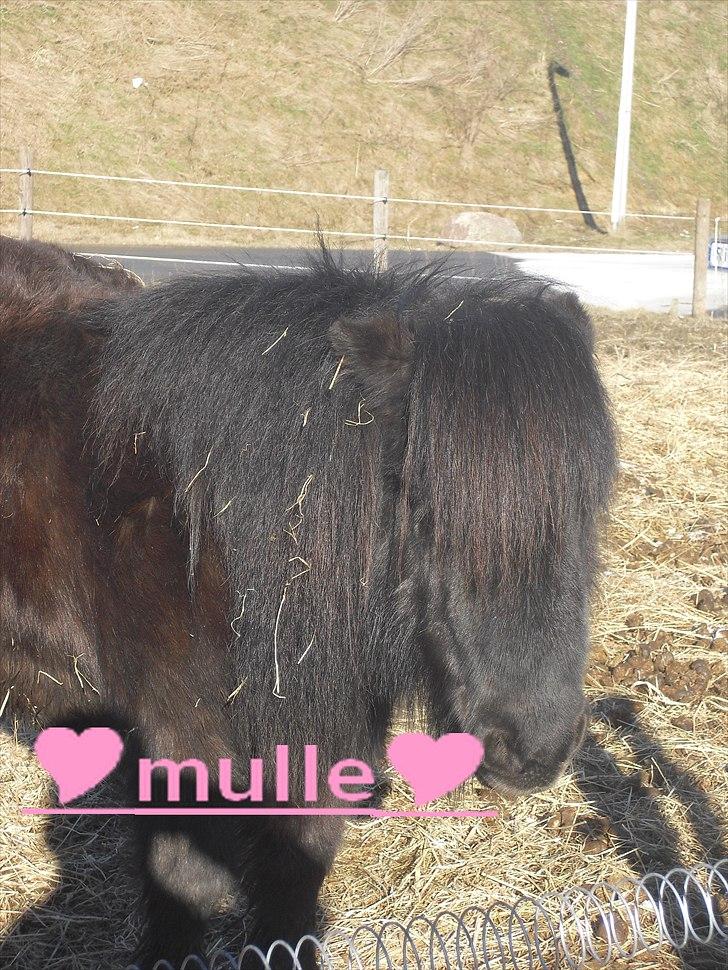 Shetlænder mulle *passer* billede 17