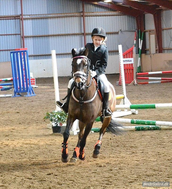 Welsh Cob (sec D) Vlietstede Brilliant Idris - Taget af Maiken Madsen! billede 11