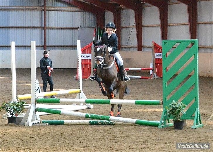 Welsh Cob (sec D) Vlietstede Brilliant Idris - Taget af Maiken Madsen! billede 14