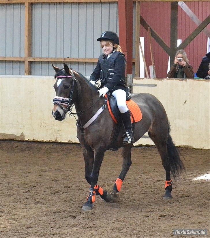 Welsh Cob (sec D) Vlietstede Brilliant Idris - Taget af Maiken Madsen! billede 15