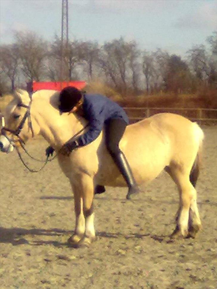 Fjordhest Luna *gl. part* <3 billede 8