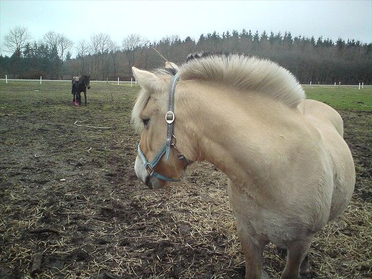 Fjordhest Luna *gl. part* <3 billede 9