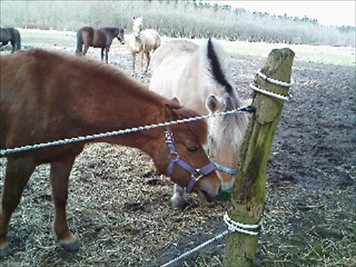 Fjordhest Luna *gl. part* <3 - nuurh Missy og Luna drikker vand sammen <3 :) billede 10