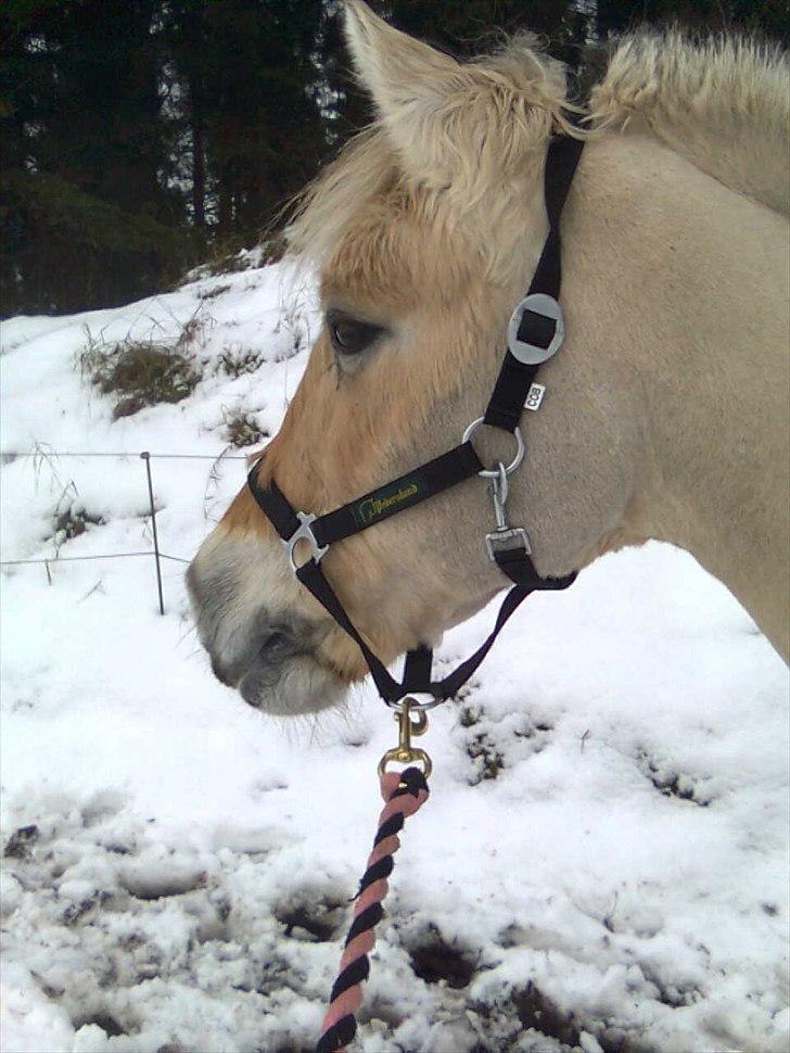 Fjordhest Donna Rest in peace† :''( - Taak fordi i kigget forbi smid gerne en bedømmelse og kommentar<3  billede 13