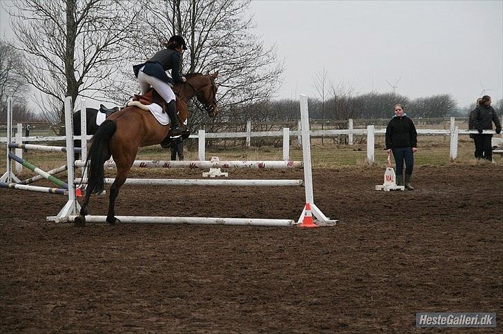 Dansk Varmblod quality gersdorf  - taget af christinna olesen billede 3