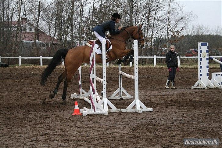 Dansk Varmblod quality gersdorf  - taget af christinna olesen billede 4
