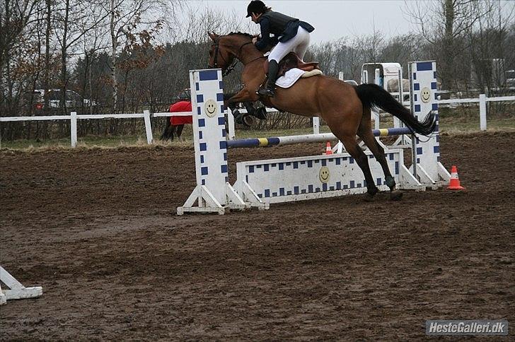 Dansk Varmblod quality gersdorf  - taget af christinna olesen billede 5