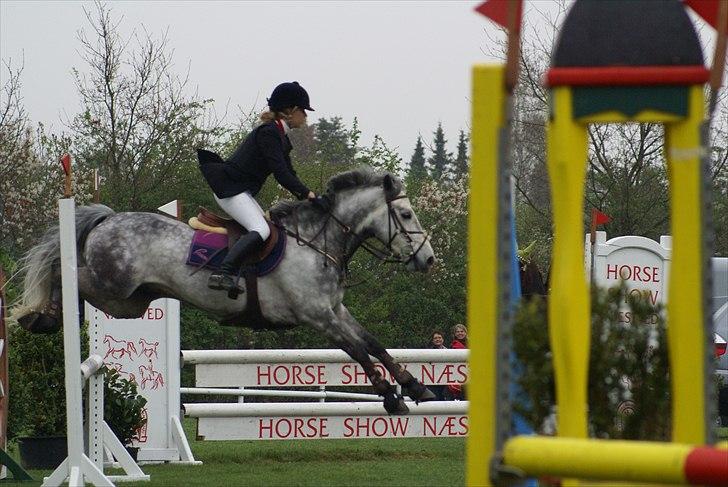 Connemara Tony  - Tony & gamle ejer :) billede 11