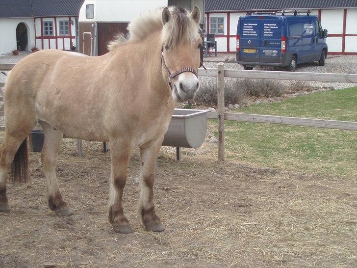 Fjordhest Hans:) Savnet;( I love you(Har lejet men ikke mere - På folden billede 7