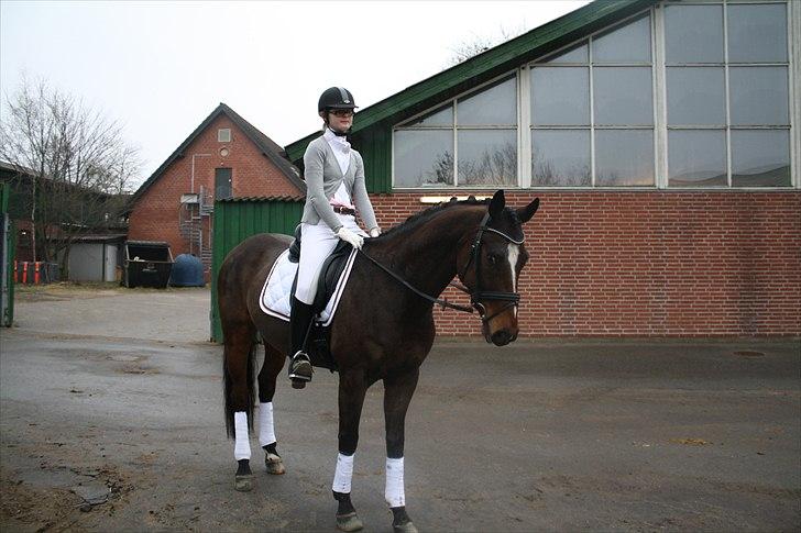 Dansk Varmblod Faithful dream (SOLGT) billede 11