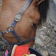 Anden særlig race Aslan