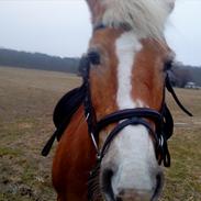 Tyroler Haflinger Bella Bionda af Rønhøj