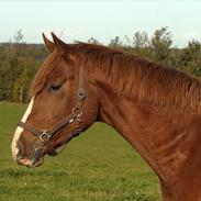 Hannoveraner Hejbøls De Strano