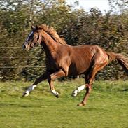 Hannoveraner Hejbøls De Strano