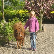 Shetlænder Lover Boy