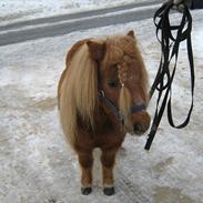 Shetlænder Lover Boy