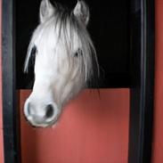 Welsh Pony (sec B) Josepigen`s Lotte