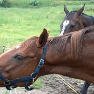 Fuldblod (XX) Mistral xx