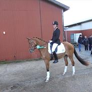 Anden særlig race Bella Bacardi