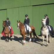 Arabisk fuldblod (OX) Svalebo's Donna