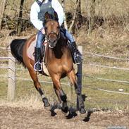 Anden særlig race brianna