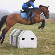 Tysk Sportspony Denver