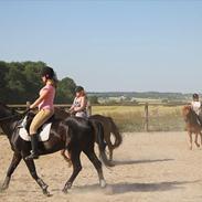 Dansk Varmblod Spar To