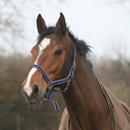 Dansk Varmblod Lykkedahl´s Favio [R.I.P himmelhesten]