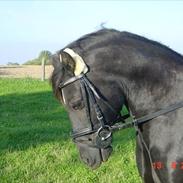 Welsh Pony af Cob-type (sec C) Rytterbjergets Nestor (SOLGT) (HJÆLP)