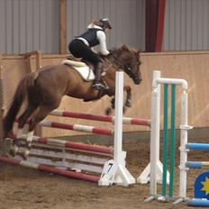 Hollandsk Varmblod TWILIGHT 