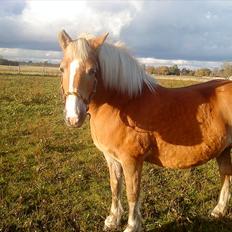 Tyroler Haflinger Bella Bionda af Rønhøj