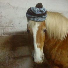 Tyroler Haflinger Bella Bionda af Rønhøj