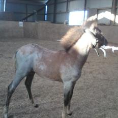 DSP Hjørringgaards Volando