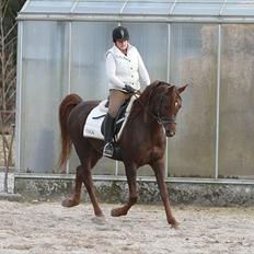 Arabisk fuldblod (OX) Wroclaw-AVLSHINGST-