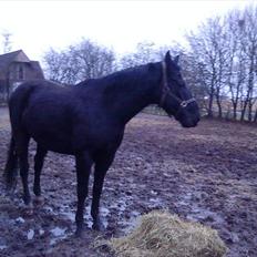 Anden særlig race Chagall