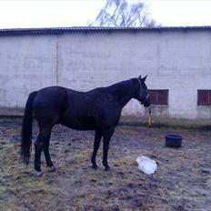 Anden særlig race Chagall