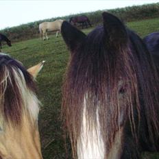 Tinker Aasgaard's Mac. Gregon