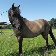 Anden særlig race Aasgaard'sTartelet