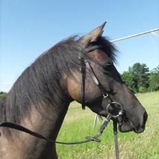Anden særlig race Aasgaard'sTartelet