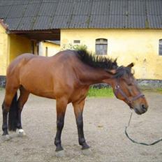 Oldenborg horsebjerg royal kahn