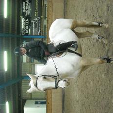 Palomino Isabella