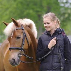 Hollandsk Sportspony Amy | B-pony <3 