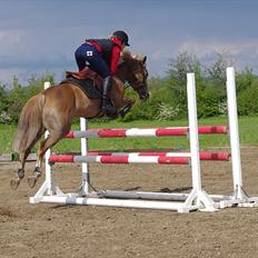 Hollandsk Sportspony Amy | B-pony <3 