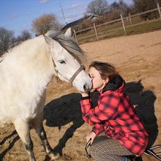 Welsh Pony (sec B) Josepigen`s Lotte
