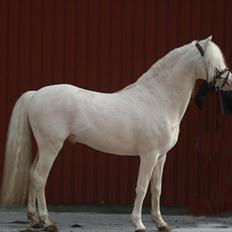 Welsh Pony (sec B) Låddenhøjs Inox - Avlshingst