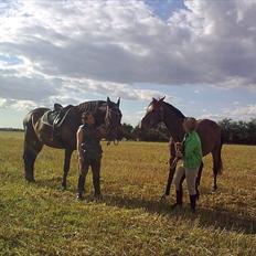 Trakehner Mercedes Lobell *Savnet*