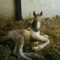 Welsh Partbred (Sec F) Brattensborg Safari surpr